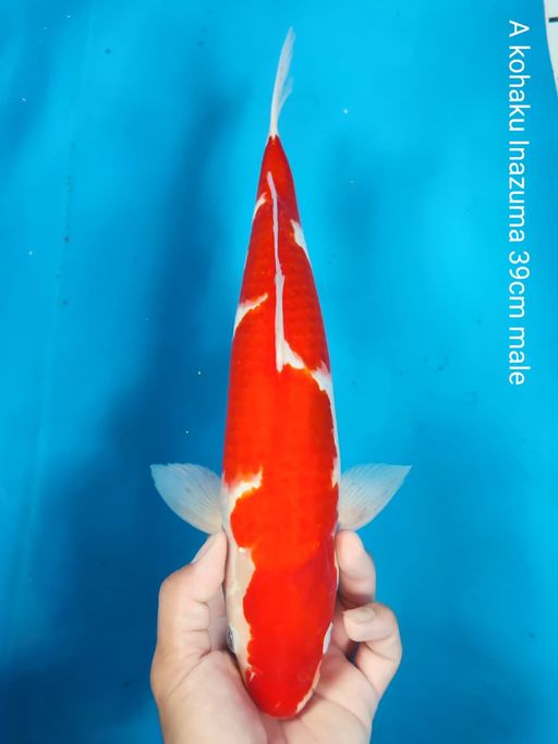 Lelang Koi Online, Jual Beli Ikan Koi, Pusat Jual Beli Koi, Info Lelang Koi Hari Ini, Platform Jual Beli Koi, Jual Beli Ikan Koi Online, Marketplace Ikan Koi, Jual Koi Terbaik, Tempat Beli Koi Berkualitas, Pasar Ikan Koi Online Terpercaya, Penjual Ikan Koi Terpercaya, Beli Koi Hias Online, Ikan Koi untuk Dijual, Koi Kualitas Terbaik, Toko Online Ikan Koi, Koi Hias Untuk Dijual, Jual Beli Ikan Koi Lokal, Koi Indonesia Online, Pusat Jual Beli Koi Terbesar