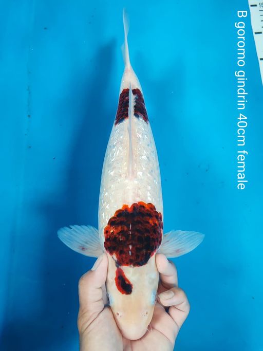 Lelang Koi Online, Jual Beli Ikan Koi, Pusat Jual Beli Koi, Info Lelang Koi Hari Ini, Platform Jual Beli Koi, Jual Beli Ikan Koi Online, Marketplace Ikan Koi, Jual Koi Terbaik, Tempat Beli Koi Berkualitas, Pasar Ikan Koi Online Terpercaya, Penjual Ikan Koi Terpercaya, Beli Koi Hias Online, Ikan Koi untuk Dijual, Koi Kualitas Terbaik, Toko Online Ikan Koi, Koi Hias Untuk Dijual, Jual Beli Ikan Koi Lokal, Koi Indonesia Online, Pusat Jual Beli Koi Terbesar