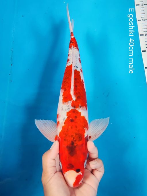 Lelang Koi Online, Jual Beli Ikan Koi, Pusat Jual Beli Koi, Info Lelang Koi Hari Ini, Platform Jual Beli Koi, Jual Beli Ikan Koi Online, Marketplace Ikan Koi, Jual Koi Terbaik, Tempat Beli Koi Berkualitas, Pasar Ikan Koi Online Terpercaya, Penjual Ikan Koi Terpercaya, Beli Koi Hias Online, Ikan Koi untuk Dijual, Koi Kualitas Terbaik, Toko Online Ikan Koi, Koi Hias Untuk Dijual, Jual Beli Ikan Koi Lokal, Koi Indonesia Online, Pusat Jual Beli Koi Terbesar