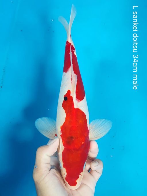Lelang Koi Online, Jual Beli Ikan Koi, Pusat Jual Beli Koi, Info Lelang Koi Hari Ini, Platform Jual Beli Koi, Jual Beli Ikan Koi Online, Marketplace Ikan Koi, Jual Koi Terbaik, Tempat Beli Koi Berkualitas, Pasar Ikan Koi Online Terpercaya, Penjual Ikan Koi Terpercaya, Beli Koi Hias Online, Ikan Koi untuk Dijual, Koi Kualitas Terbaik, Toko Online Ikan Koi, Koi Hias Untuk Dijual, Jual Beli Ikan Koi Lokal, Koi Indonesia Online, Pusat Jual Beli Koi Terbesar