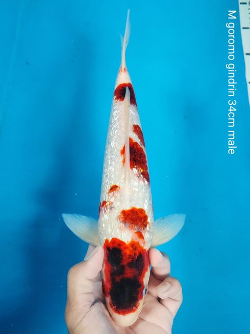 Lelang Koi Online, Jual Beli Ikan Koi, Pusat Jual Beli Koi, Info Lelang Koi Hari Ini, Platform Jual Beli Koi, Jual Beli Ikan Koi Online, Marketplace Ikan Koi, Jual Koi Terbaik, Tempat Beli Koi Berkualitas, Pasar Ikan Koi Online Terpercaya, Penjual Ikan Koi Terpercaya, Beli Koi Hias Online, Ikan Koi untuk Dijual, Koi Kualitas Terbaik, Toko Online Ikan Koi, Koi Hias Untuk Dijual, Jual Beli Ikan Koi Lokal, Koi Indonesia Online, Pusat Jual Beli Koi Terbesar