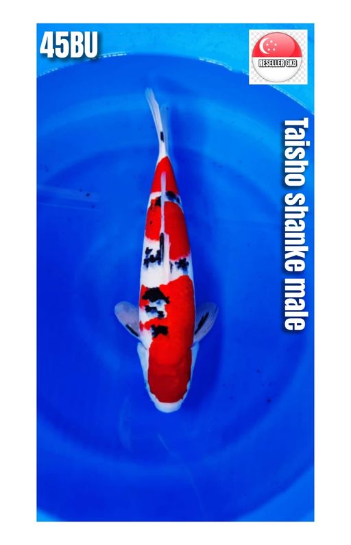 Lelang Koi Online, Jual Beli Ikan Koi, Pusat Jual Beli Koi, Info Lelang Koi Hari Ini, Platform Jual Beli Koi, Jual Beli Ikan Koi Online, Marketplace Ikan Koi, Jual Koi Terbaik, Tempat Beli Koi Berkualitas, Pasar Ikan Koi Online Terpercaya, Penjual Ikan Koi Terpercaya, Beli Koi Hias Online, Ikan Koi untuk Dijual, Koi Kualitas Terbaik, Toko Online Ikan Koi, Koi Hias Untuk Dijual, Jual Beli Ikan Koi Lokal, Koi Indonesia Online, Pusat Jual Beli Koi Terbesar