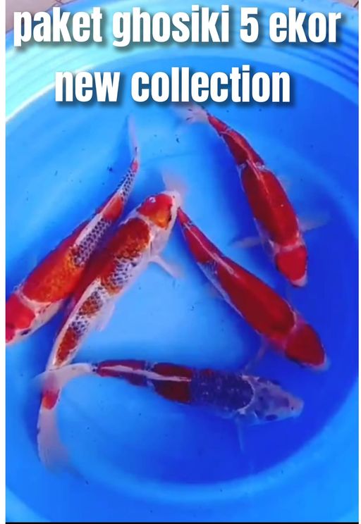Lelang Koi Online, Jual Beli Ikan Koi, Pusat Jual Beli Koi, Info Lelang Koi Hari Ini, Platform Jual Beli Koi, Jual Beli Ikan Koi Online, Marketplace Ikan Koi, Jual Koi Terbaik, Tempat Beli Koi Berkualitas, Pasar Ikan Koi Online Terpercaya, Penjual Ikan Koi Terpercaya, Beli Koi Hias Online, Ikan Koi untuk Dijual, Koi Kualitas Terbaik, Toko Online Ikan Koi, Koi Hias Untuk Dijual, Jual Beli Ikan Koi Lokal, Koi Indonesia Online, Pusat Jual Beli Koi Terbesar