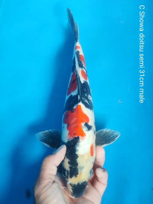 Lelang Koi Online, Jual Beli Ikan Koi, Pusat Jual Beli Koi, Info Lelang Koi Hari Ini, Platform Jual Beli Koi, Jual Beli Ikan Koi Online, Marketplace Ikan Koi, Jual Koi Terbaik, Tempat Beli Koi Berkualitas, Pasar Ikan Koi Online Terpercaya, Penjual Ikan Koi Terpercaya, Beli Koi Hias Online, Ikan Koi untuk Dijual, Koi Kualitas Terbaik, Toko Online Ikan Koi, Koi Hias Untuk Dijual, Jual Beli Ikan Koi Lokal, Koi Indonesia Online, Pusat Jual Beli Koi Terbesar