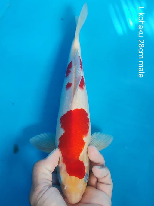 Lelang Koi Online, Jual Beli Ikan Koi, Pusat Jual Beli Koi, Info Lelang Koi Hari Ini, Platform Jual Beli Koi, Jual Beli Ikan Koi Online, Marketplace Ikan Koi, Jual Koi Terbaik, Tempat Beli Koi Berkualitas, Pasar Ikan Koi Online Terpercaya, Penjual Ikan Koi Terpercaya, Beli Koi Hias Online, Ikan Koi untuk Dijual, Koi Kualitas Terbaik, Toko Online Ikan Koi, Koi Hias Untuk Dijual, Jual Beli Ikan Koi Lokal, Koi Indonesia Online, Pusat Jual Beli Koi Terbesar