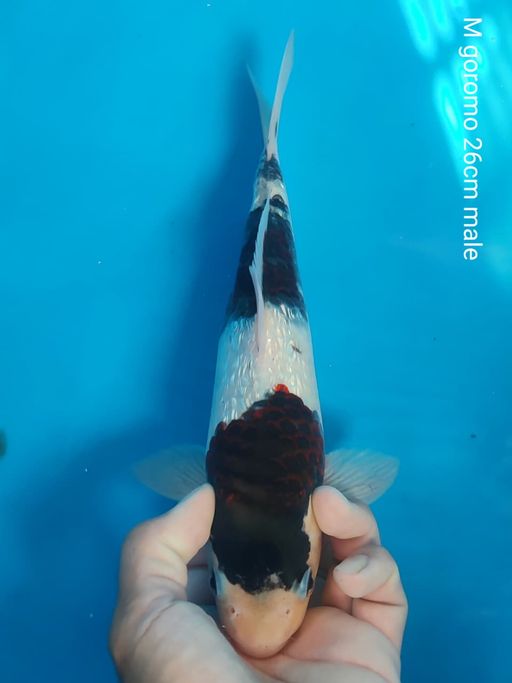 Lelang Koi Online, Jual Beli Ikan Koi, Pusat Jual Beli Koi, Info Lelang Koi Hari Ini, Platform Jual Beli Koi, Jual Beli Ikan Koi Online, Marketplace Ikan Koi, Jual Koi Terbaik, Tempat Beli Koi Berkualitas, Pasar Ikan Koi Online Terpercaya, Penjual Ikan Koi Terpercaya, Beli Koi Hias Online, Ikan Koi untuk Dijual, Koi Kualitas Terbaik, Toko Online Ikan Koi, Koi Hias Untuk Dijual, Jual Beli Ikan Koi Lokal, Koi Indonesia Online, Pusat Jual Beli Koi Terbesar