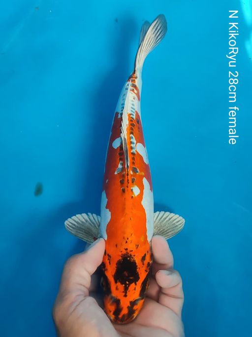 Lelang Koi Online, Jual Beli Ikan Koi, Pusat Jual Beli Koi, Info Lelang Koi Hari Ini, Platform Jual Beli Koi, Jual Beli Ikan Koi Online, Marketplace Ikan Koi, Jual Koi Terbaik, Tempat Beli Koi Berkualitas, Pasar Ikan Koi Online Terpercaya, Penjual Ikan Koi Terpercaya, Beli Koi Hias Online, Ikan Koi untuk Dijual, Koi Kualitas Terbaik, Toko Online Ikan Koi, Koi Hias Untuk Dijual, Jual Beli Ikan Koi Lokal, Koi Indonesia Online, Pusat Jual Beli Koi Terbesar