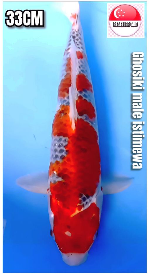 Lelang Koi Online, Jual Beli Ikan Koi, Pusat Jual Beli Koi, Info Lelang Koi Hari Ini, Platform Jual Beli Koi, Jual Beli Ikan Koi Online, Marketplace Ikan Koi, Jual Koi Terbaik, Tempat Beli Koi Berkualitas, Pasar Ikan Koi Online Terpercaya, Penjual Ikan Koi Terpercaya, Beli Koi Hias Online, Ikan Koi untuk Dijual, Koi Kualitas Terbaik, Toko Online Ikan Koi, Koi Hias Untuk Dijual, Jual Beli Ikan Koi Lokal, Koi Indonesia Online, Pusat Jual Beli Koi Terbesar