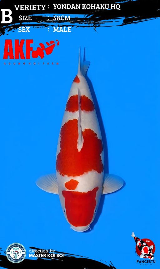 Ikan Koi ORIGINAL YONDAN KOHAKU 58cm, lelang koi ORIGINAL YONDAN KOHAKU 58cm, jual koi ORIGINAL YONDAN KOHAKU 58cm, beli koi ORIGINAL YONDAN KOHAKU 58cm, Lelang Koi Online, Jual Beli Ikan Koi, Pusat Jual Beli Koi, Info Lelang Koi Hari Ini, Platform Jual Beli Koi, Jual Beli Ikan Koi Online, Marketplace Ikan Koi, Jual Koi Terbaik, Tempat Beli Koi Berkualitas, Pasar Ikan Koi Online Terpercaya, Penjual Ikan Koi Terpercaya, Beli Koi Hias Online, Ikan Koi untuk Dijual, Koi Kualitas Terbaik, Toko Online Ikan Koi, Koi Hias Untuk Dijual, Jual Beli Ikan Koi Lokal, Koi Indonesia Online, Pusat Jual Beli Koi Terbesar