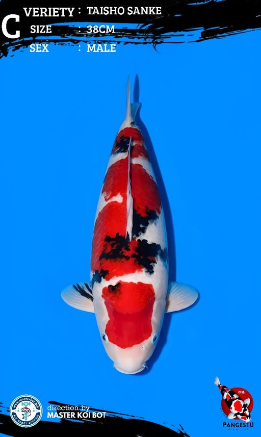 Lelang Koi Online, Jual Beli Ikan Koi, Pusat Jual Beli Koi, Info Lelang Koi Hari Ini, Platform Jual Beli Koi, Jual Beli Ikan Koi Online, Marketplace Ikan Koi, Jual Koi Terbaik, Tempat Beli Koi Berkualitas, Pasar Ikan Koi Online Terpercaya, Penjual Ikan Koi Terpercaya, Beli Koi Hias Online, Ikan Koi untuk Dijual, Koi Kualitas Terbaik, Toko Online Ikan Koi, Koi Hias Untuk Dijual, Jual Beli Ikan Koi Lokal, Koi Indonesia Online, Pusat Jual Beli Koi Terbesar