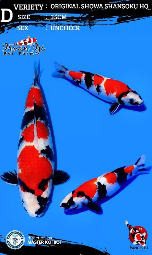 Lelang Koi Online, Jual Beli Ikan Koi, Pusat Jual Beli Koi, Info Lelang Koi Hari Ini, Platform Jual Beli Koi, Jual Beli Ikan Koi Online, Marketplace Ikan Koi, Jual Koi Terbaik, Tempat Beli Koi Berkualitas, Pasar Ikan Koi Online Terpercaya, Penjual Ikan Koi Terpercaya, Beli Koi Hias Online, Ikan Koi untuk Dijual, Koi Kualitas Terbaik, Toko Online Ikan Koi, Koi Hias Untuk Dijual, Jual Beli Ikan Koi Lokal, Koi Indonesia Online, Pusat Jual Beli Koi Terbesar
