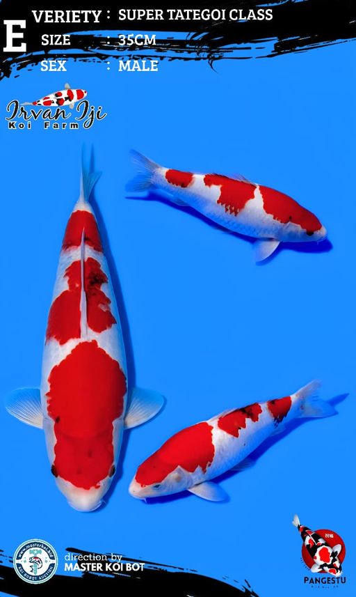 Lelang Koi Online, Jual Beli Ikan Koi, Pusat Jual Beli Koi, Info Lelang Koi Hari Ini, Platform Jual Beli Koi, Jual Beli Ikan Koi Online, Marketplace Ikan Koi, Jual Koi Terbaik, Tempat Beli Koi Berkualitas, Pasar Ikan Koi Online Terpercaya, Penjual Ikan Koi Terpercaya, Beli Koi Hias Online, Ikan Koi untuk Dijual, Koi Kualitas Terbaik, Toko Online Ikan Koi, Koi Hias Untuk Dijual, Jual Beli Ikan Koi Lokal, Koi Indonesia Online, Pusat Jual Beli Koi Terbesar