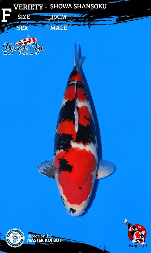 Lelang Koi Online, Jual Beli Ikan Koi, Pusat Jual Beli Koi, Info Lelang Koi Hari Ini, Platform Jual Beli Koi, Jual Beli Ikan Koi Online, Marketplace Ikan Koi, Jual Koi Terbaik, Tempat Beli Koi Berkualitas, Pasar Ikan Koi Online Terpercaya, Penjual Ikan Koi Terpercaya, Beli Koi Hias Online, Ikan Koi untuk Dijual, Koi Kualitas Terbaik, Toko Online Ikan Koi, Koi Hias Untuk Dijual, Jual Beli Ikan Koi Lokal, Koi Indonesia Online, Pusat Jual Beli Koi Terbesar