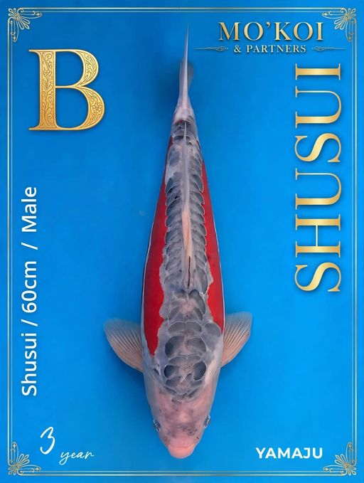 Lelang Koi Online, Jual Beli Ikan Koi, Pusat Jual Beli Koi, Info Lelang Koi Hari Ini, Platform Jual Beli Koi, Jual Beli Ikan Koi Online, Marketplace Ikan Koi, Jual Koi Terbaik, Tempat Beli Koi Berkualitas, Pasar Ikan Koi Online Terpercaya, Penjual Ikan Koi Terpercaya, Beli Koi Hias Online, Ikan Koi untuk Dijual, Koi Kualitas Terbaik, Toko Online Ikan Koi, Koi Hias Untuk Dijual, Jual Beli Ikan Koi Lokal, Koi Indonesia Online, Pusat Jual Beli Koi Terbesar