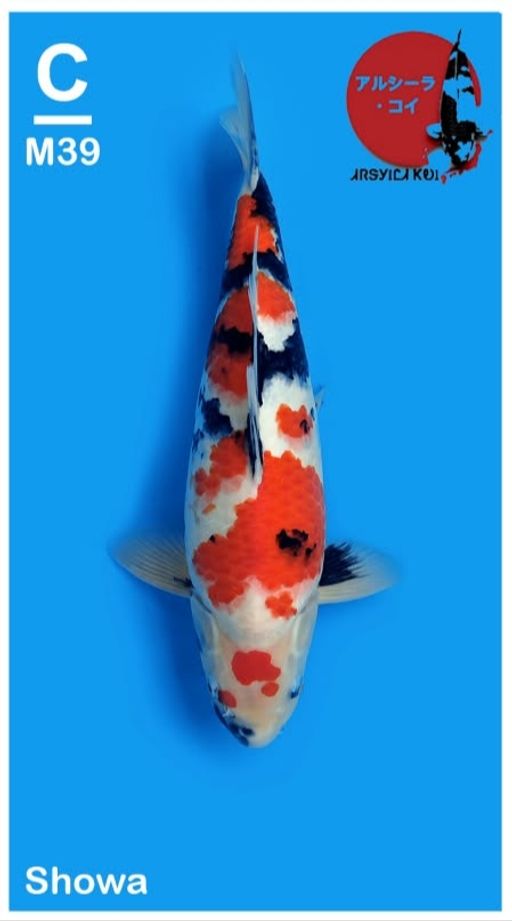 Lelang Koi Online, Jual Beli Ikan Koi, Pusat Jual Beli Koi, Info Lelang Koi Hari Ini, Platform Jual Beli Koi, Jual Beli Ikan Koi Online, Marketplace Ikan Koi, Jual Koi Terbaik, Tempat Beli Koi Berkualitas, Pasar Ikan Koi Online Terpercaya, Penjual Ikan Koi Terpercaya, Beli Koi Hias Online, Ikan Koi untuk Dijual, Koi Kualitas Terbaik, Toko Online Ikan Koi, Koi Hias Untuk Dijual, Jual Beli Ikan Koi Lokal, Koi Indonesia Online, Pusat Jual Beli Koi Terbesar