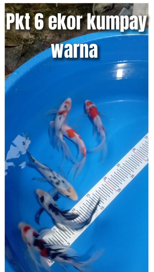 Lelang Koi Online, Jual Beli Ikan Koi, Pusat Jual Beli Koi, Info Lelang Koi Hari Ini, Platform Jual Beli Koi, Jual Beli Ikan Koi Online, Marketplace Ikan Koi, Jual Koi Terbaik, Tempat Beli Koi Berkualitas, Pasar Ikan Koi Online Terpercaya, Penjual Ikan Koi Terpercaya, Beli Koi Hias Online, Ikan Koi untuk Dijual, Koi Kualitas Terbaik, Toko Online Ikan Koi, Koi Hias Untuk Dijual, Jual Beli Ikan Koi Lokal, Koi Indonesia Online, Pusat Jual Beli Koi Terbesar
