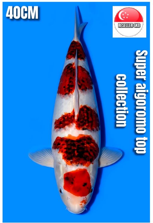Lelang Koi Online, Jual Beli Ikan Koi, Pusat Jual Beli Koi, Info Lelang Koi Hari Ini, Platform Jual Beli Koi, Jual Beli Ikan Koi Online, Marketplace Ikan Koi, Jual Koi Terbaik, Tempat Beli Koi Berkualitas, Pasar Ikan Koi Online Terpercaya, Penjual Ikan Koi Terpercaya, Beli Koi Hias Online, Ikan Koi untuk Dijual, Koi Kualitas Terbaik, Toko Online Ikan Koi, Koi Hias Untuk Dijual, Jual Beli Ikan Koi Lokal, Koi Indonesia Online, Pusat Jual Beli Koi Terbesar