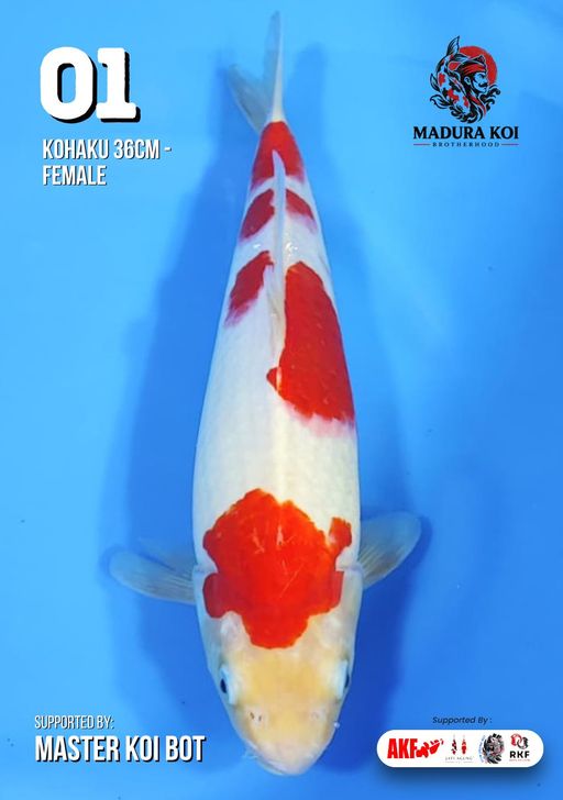 Ikan Koi KOHAKU 36cm, lelang koi KOHAKU 36cm, jual koi KOHAKU 36cm, beli koi KOHAKU 36cm, Lelang Koi Online, Jual Beli Ikan Koi, Pusat Jual Beli Koi, Info Lelang Koi Hari Ini, Platform Jual Beli Koi, Jual Beli Ikan Koi Online, Marketplace Ikan Koi, Jual Koi Terbaik, Tempat Beli Koi Berkualitas, Pasar Ikan Koi Online Terpercaya, Penjual Ikan Koi Terpercaya, Beli Koi Hias Online, Ikan Koi untuk Dijual, Koi Kualitas Terbaik, Toko Online Ikan Koi, Koi Hias Untuk Dijual, Jual Beli Ikan Koi Lokal, Koi Indonesia Online, Pusat Jual Beli Koi Terbesar