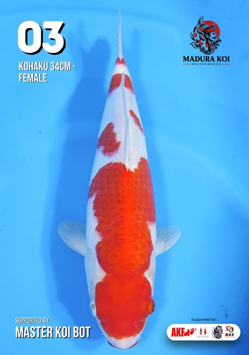 Ikan Koi KOHAKU 34cm, lelang koi KOHAKU 34cm, jual koi KOHAKU 34cm, beli koi KOHAKU 34cm, Lelang Koi Online, Jual Beli Ikan Koi, Pusat Jual Beli Koi, Info Lelang Koi Hari Ini, Platform Jual Beli Koi, Jual Beli Ikan Koi Online, Marketplace Ikan Koi, Jual Koi Terbaik, Tempat Beli Koi Berkualitas, Pasar Ikan Koi Online Terpercaya, Penjual Ikan Koi Terpercaya, Beli Koi Hias Online, Ikan Koi untuk Dijual, Koi Kualitas Terbaik, Toko Online Ikan Koi, Koi Hias Untuk Dijual, Jual Beli Ikan Koi Lokal, Koi Indonesia Online, Pusat Jual Beli Koi Terbesar