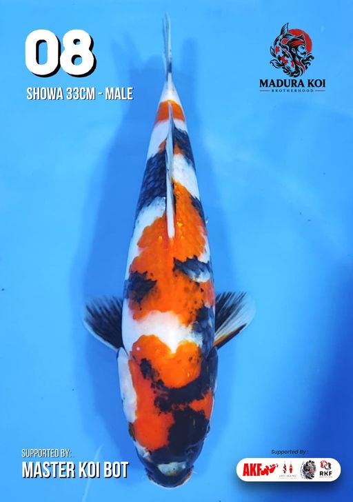 Ikan Koi SHOWA 33cm, lelang koi SHOWA 33cm, jual koi SHOWA 33cm, beli koi SHOWA 33cm, Lelang Koi Online, Jual Beli Ikan Koi, Pusat Jual Beli Koi, Info Lelang Koi Hari Ini, Platform Jual Beli Koi, Jual Beli Ikan Koi Online, Marketplace Ikan Koi, Jual Koi Terbaik, Tempat Beli Koi Berkualitas, Pasar Ikan Koi Online Terpercaya, Penjual Ikan Koi Terpercaya, Beli Koi Hias Online, Ikan Koi untuk Dijual, Koi Kualitas Terbaik, Toko Online Ikan Koi, Koi Hias Untuk Dijual, Jual Beli Ikan Koi Lokal, Koi Indonesia Online, Pusat Jual Beli Koi Terbesar