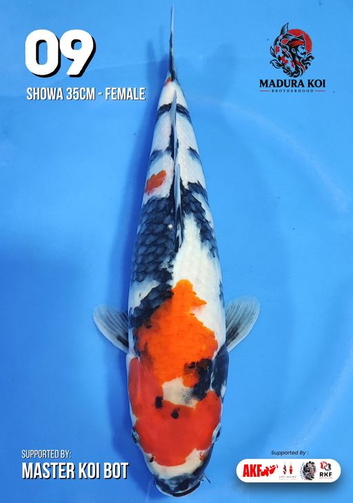 Ikan Koi SHOWA 35cm, lelang koi SHOWA 35cm, jual koi SHOWA 35cm, beli koi SHOWA 35cm, Lelang Koi Online, Jual Beli Ikan Koi, Pusat Jual Beli Koi, Info Lelang Koi Hari Ini, Platform Jual Beli Koi, Jual Beli Ikan Koi Online, Marketplace Ikan Koi, Jual Koi Terbaik, Tempat Beli Koi Berkualitas, Pasar Ikan Koi Online Terpercaya, Penjual Ikan Koi Terpercaya, Beli Koi Hias Online, Ikan Koi untuk Dijual, Koi Kualitas Terbaik, Toko Online Ikan Koi, Koi Hias Untuk Dijual, Jual Beli Ikan Koi Lokal, Koi Indonesia Online, Pusat Jual Beli Koi Terbesar