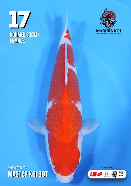 Ikan Koi KOHAKU 33cm, lelang koi KOHAKU 33cm, jual koi KOHAKU 33cm, beli koi KOHAKU 33cm, Lelang Koi Online, Jual Beli Ikan Koi, Pusat Jual Beli Koi, Info Lelang Koi Hari Ini, Platform Jual Beli Koi, Jual Beli Ikan Koi Online, Marketplace Ikan Koi, Jual Koi Terbaik, Tempat Beli Koi Berkualitas, Pasar Ikan Koi Online Terpercaya, Penjual Ikan Koi Terpercaya, Beli Koi Hias Online, Ikan Koi untuk Dijual, Koi Kualitas Terbaik, Toko Online Ikan Koi, Koi Hias Untuk Dijual, Jual Beli Ikan Koi Lokal, Koi Indonesia Online, Pusat Jual Beli Koi Terbesar