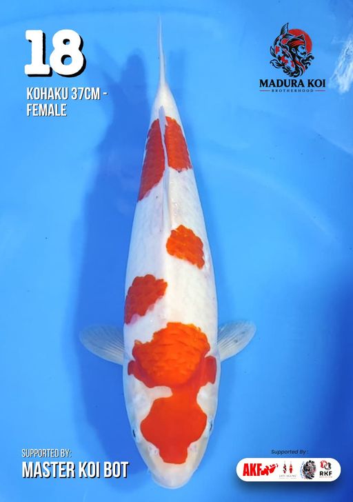Ikan Koi KOHAKU 37cm, lelang koi KOHAKU 37cm, jual koi KOHAKU 37cm, beli koi KOHAKU 37cm, Lelang Koi Online, Jual Beli Ikan Koi, Pusat Jual Beli Koi, Info Lelang Koi Hari Ini, Platform Jual Beli Koi, Jual Beli Ikan Koi Online, Marketplace Ikan Koi, Jual Koi Terbaik, Tempat Beli Koi Berkualitas, Pasar Ikan Koi Online Terpercaya, Penjual Ikan Koi Terpercaya, Beli Koi Hias Online, Ikan Koi untuk Dijual, Koi Kualitas Terbaik, Toko Online Ikan Koi, Koi Hias Untuk Dijual, Jual Beli Ikan Koi Lokal, Koi Indonesia Online, Pusat Jual Beli Koi Terbesar