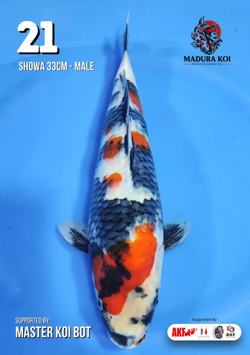 Ikan Koi SHOWA 33cm, lelang koi SHOWA 33cm, jual koi SHOWA 33cm, beli koi SHOWA 33cm, Lelang Koi Online, Jual Beli Ikan Koi, Pusat Jual Beli Koi, Info Lelang Koi Hari Ini, Platform Jual Beli Koi, Jual Beli Ikan Koi Online, Marketplace Ikan Koi, Jual Koi Terbaik, Tempat Beli Koi Berkualitas, Pasar Ikan Koi Online Terpercaya, Penjual Ikan Koi Terpercaya, Beli Koi Hias Online, Ikan Koi untuk Dijual, Koi Kualitas Terbaik, Toko Online Ikan Koi, Koi Hias Untuk Dijual, Jual Beli Ikan Koi Lokal, Koi Indonesia Online, Pusat Jual Beli Koi Terbesar