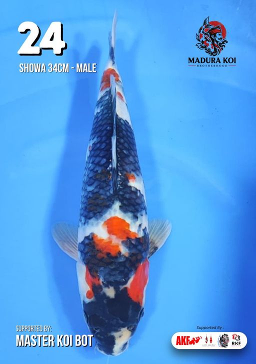 Ikan Koi SHOWA 34cm, lelang koi SHOWA 34cm, jual koi SHOWA 34cm, beli koi SHOWA 34cm, Lelang Koi Online, Jual Beli Ikan Koi, Pusat Jual Beli Koi, Info Lelang Koi Hari Ini, Platform Jual Beli Koi, Jual Beli Ikan Koi Online, Marketplace Ikan Koi, Jual Koi Terbaik, Tempat Beli Koi Berkualitas, Pasar Ikan Koi Online Terpercaya, Penjual Ikan Koi Terpercaya, Beli Koi Hias Online, Ikan Koi untuk Dijual, Koi Kualitas Terbaik, Toko Online Ikan Koi, Koi Hias Untuk Dijual, Jual Beli Ikan Koi Lokal, Koi Indonesia Online, Pusat Jual Beli Koi Terbesar