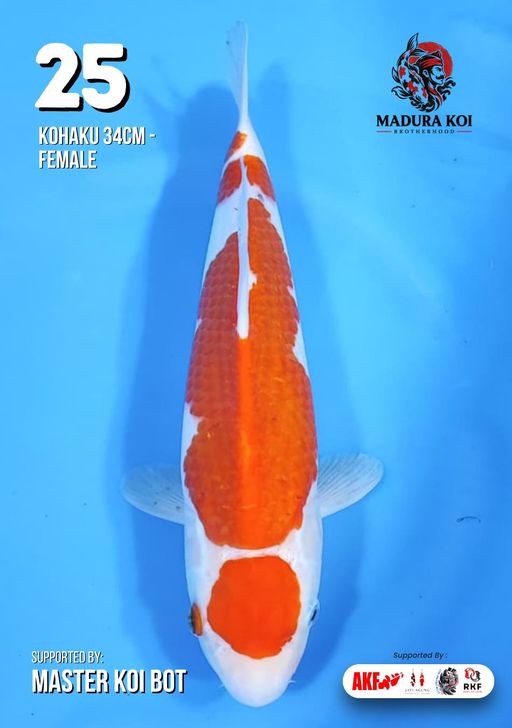 Ikan Koi KOHAKU 34cm, lelang koi KOHAKU 34cm, jual koi KOHAKU 34cm, beli koi KOHAKU 34cm, Lelang Koi Online, Jual Beli Ikan Koi, Pusat Jual Beli Koi, Info Lelang Koi Hari Ini, Platform Jual Beli Koi, Jual Beli Ikan Koi Online, Marketplace Ikan Koi, Jual Koi Terbaik, Tempat Beli Koi Berkualitas, Pasar Ikan Koi Online Terpercaya, Penjual Ikan Koi Terpercaya, Beli Koi Hias Online, Ikan Koi untuk Dijual, Koi Kualitas Terbaik, Toko Online Ikan Koi, Koi Hias Untuk Dijual, Jual Beli Ikan Koi Lokal, Koi Indonesia Online, Pusat Jual Beli Koi Terbesar