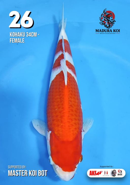 Ikan Koi KOHAKU 34cm, lelang koi KOHAKU 34cm, jual koi KOHAKU 34cm, beli koi KOHAKU 34cm, Lelang Koi Online, Jual Beli Ikan Koi, Pusat Jual Beli Koi, Info Lelang Koi Hari Ini, Platform Jual Beli Koi, Jual Beli Ikan Koi Online, Marketplace Ikan Koi, Jual Koi Terbaik, Tempat Beli Koi Berkualitas, Pasar Ikan Koi Online Terpercaya, Penjual Ikan Koi Terpercaya, Beli Koi Hias Online, Ikan Koi untuk Dijual, Koi Kualitas Terbaik, Toko Online Ikan Koi, Koi Hias Untuk Dijual, Jual Beli Ikan Koi Lokal, Koi Indonesia Online, Pusat Jual Beli Koi Terbesar