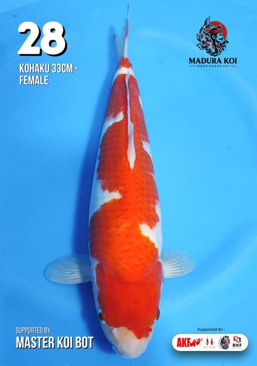 Ikan Koi KOHAKU 33cm, lelang koi KOHAKU 33cm, jual koi KOHAKU 33cm, beli koi KOHAKU 33cm, Lelang Koi Online, Jual Beli Ikan Koi, Pusat Jual Beli Koi, Info Lelang Koi Hari Ini, Platform Jual Beli Koi, Jual Beli Ikan Koi Online, Marketplace Ikan Koi, Jual Koi Terbaik, Tempat Beli Koi Berkualitas, Pasar Ikan Koi Online Terpercaya, Penjual Ikan Koi Terpercaya, Beli Koi Hias Online, Ikan Koi untuk Dijual, Koi Kualitas Terbaik, Toko Online Ikan Koi, Koi Hias Untuk Dijual, Jual Beli Ikan Koi Lokal, Koi Indonesia Online, Pusat Jual Beli Koi Terbesar
