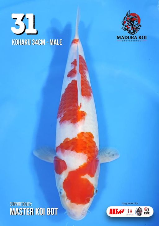 Ikan Koi KOHAKU 34cm, lelang koi KOHAKU 34cm, jual koi KOHAKU 34cm, beli koi KOHAKU 34cm, Lelang Koi Online, Jual Beli Ikan Koi, Pusat Jual Beli Koi, Info Lelang Koi Hari Ini, Platform Jual Beli Koi, Jual Beli Ikan Koi Online, Marketplace Ikan Koi, Jual Koi Terbaik, Tempat Beli Koi Berkualitas, Pasar Ikan Koi Online Terpercaya, Penjual Ikan Koi Terpercaya, Beli Koi Hias Online, Ikan Koi untuk Dijual, Koi Kualitas Terbaik, Toko Online Ikan Koi, Koi Hias Untuk Dijual, Jual Beli Ikan Koi Lokal, Koi Indonesia Online, Pusat Jual Beli Koi Terbesar