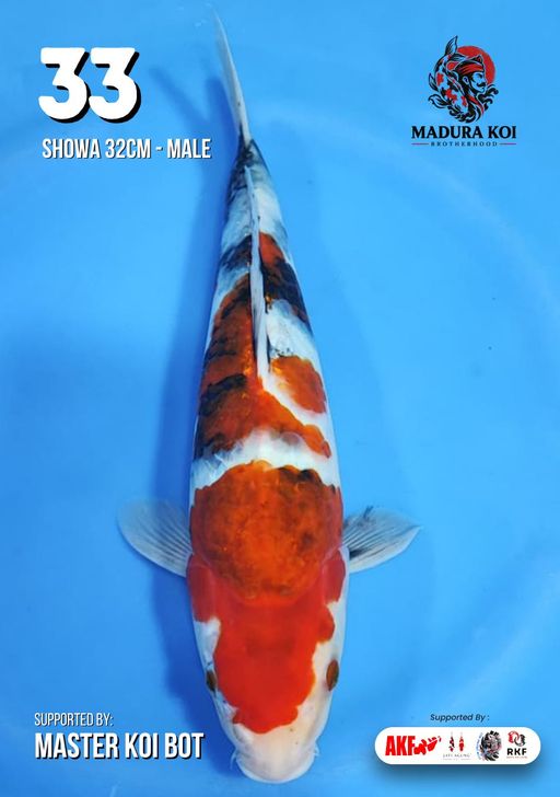 Ikan Koi SHOWA 32cm, lelang koi SHOWA 32cm, jual koi SHOWA 32cm, beli koi SHOWA 32cm, Lelang Koi Online, Jual Beli Ikan Koi, Pusat Jual Beli Koi, Info Lelang Koi Hari Ini, Platform Jual Beli Koi, Jual Beli Ikan Koi Online, Marketplace Ikan Koi, Jual Koi Terbaik, Tempat Beli Koi Berkualitas, Pasar Ikan Koi Online Terpercaya, Penjual Ikan Koi Terpercaya, Beli Koi Hias Online, Ikan Koi untuk Dijual, Koi Kualitas Terbaik, Toko Online Ikan Koi, Koi Hias Untuk Dijual, Jual Beli Ikan Koi Lokal, Koi Indonesia Online, Pusat Jual Beli Koi Terbesar