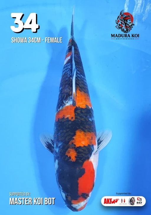 Ikan Koi SHOWA 34cm, lelang koi SHOWA 34cm, jual koi SHOWA 34cm, beli koi SHOWA 34cm, Lelang Koi Online, Jual Beli Ikan Koi, Pusat Jual Beli Koi, Info Lelang Koi Hari Ini, Platform Jual Beli Koi, Jual Beli Ikan Koi Online, Marketplace Ikan Koi, Jual Koi Terbaik, Tempat Beli Koi Berkualitas, Pasar Ikan Koi Online Terpercaya, Penjual Ikan Koi Terpercaya, Beli Koi Hias Online, Ikan Koi untuk Dijual, Koi Kualitas Terbaik, Toko Online Ikan Koi, Koi Hias Untuk Dijual, Jual Beli Ikan Koi Lokal, Koi Indonesia Online, Pusat Jual Beli Koi Terbesar
