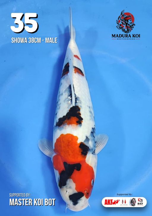 Ikan Koi SHOWA 38cm, lelang koi SHOWA 38cm, jual koi SHOWA 38cm, beli koi SHOWA 38cm, Lelang Koi Online, Jual Beli Ikan Koi, Pusat Jual Beli Koi, Info Lelang Koi Hari Ini, Platform Jual Beli Koi, Jual Beli Ikan Koi Online, Marketplace Ikan Koi, Jual Koi Terbaik, Tempat Beli Koi Berkualitas, Pasar Ikan Koi Online Terpercaya, Penjual Ikan Koi Terpercaya, Beli Koi Hias Online, Ikan Koi untuk Dijual, Koi Kualitas Terbaik, Toko Online Ikan Koi, Koi Hias Untuk Dijual, Jual Beli Ikan Koi Lokal, Koi Indonesia Online, Pusat Jual Beli Koi Terbesar