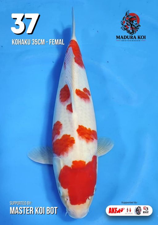 Ikan Koi KOHAKU 35cm, lelang koi KOHAKU 35cm, jual koi KOHAKU 35cm, beli koi KOHAKU 35cm, Lelang Koi Online, Jual Beli Ikan Koi, Pusat Jual Beli Koi, Info Lelang Koi Hari Ini, Platform Jual Beli Koi, Jual Beli Ikan Koi Online, Marketplace Ikan Koi, Jual Koi Terbaik, Tempat Beli Koi Berkualitas, Pasar Ikan Koi Online Terpercaya, Penjual Ikan Koi Terpercaya, Beli Koi Hias Online, Ikan Koi untuk Dijual, Koi Kualitas Terbaik, Toko Online Ikan Koi, Koi Hias Untuk Dijual, Jual Beli Ikan Koi Lokal, Koi Indonesia Online, Pusat Jual Beli Koi Terbesar