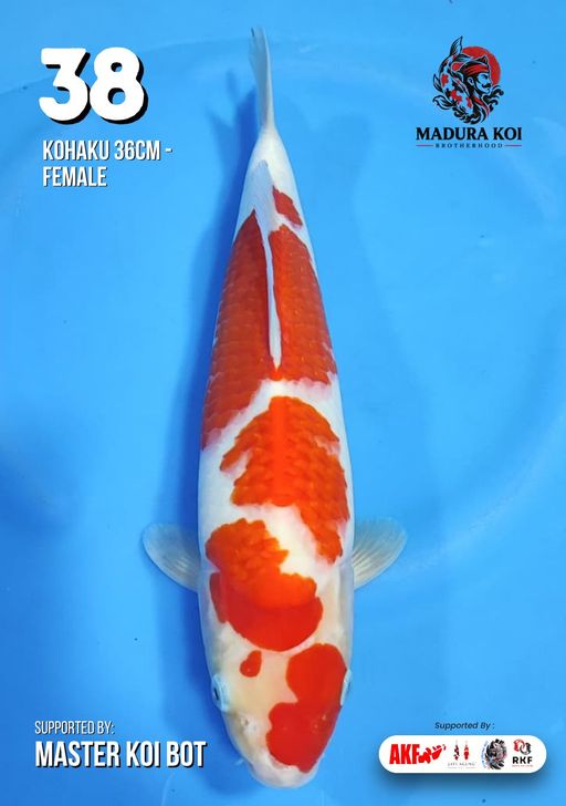 Ikan Koi KOHAKU 36cm, lelang koi KOHAKU 36cm, jual koi KOHAKU 36cm, beli koi KOHAKU 36cm, Lelang Koi Online, Jual Beli Ikan Koi, Pusat Jual Beli Koi, Info Lelang Koi Hari Ini, Platform Jual Beli Koi, Jual Beli Ikan Koi Online, Marketplace Ikan Koi, Jual Koi Terbaik, Tempat Beli Koi Berkualitas, Pasar Ikan Koi Online Terpercaya, Penjual Ikan Koi Terpercaya, Beli Koi Hias Online, Ikan Koi untuk Dijual, Koi Kualitas Terbaik, Toko Online Ikan Koi, Koi Hias Untuk Dijual, Jual Beli Ikan Koi Lokal, Koi Indonesia Online, Pusat Jual Beli Koi Terbesar