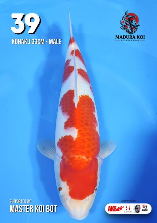Ikan Koi KOHAKU 33cm, lelang koi KOHAKU 33cm, jual koi KOHAKU 33cm, beli koi KOHAKU 33cm, Lelang Koi Online, Jual Beli Ikan Koi, Pusat Jual Beli Koi, Info Lelang Koi Hari Ini, Platform Jual Beli Koi, Jual Beli Ikan Koi Online, Marketplace Ikan Koi, Jual Koi Terbaik, Tempat Beli Koi Berkualitas, Pasar Ikan Koi Online Terpercaya, Penjual Ikan Koi Terpercaya, Beli Koi Hias Online, Ikan Koi untuk Dijual, Koi Kualitas Terbaik, Toko Online Ikan Koi, Koi Hias Untuk Dijual, Jual Beli Ikan Koi Lokal, Koi Indonesia Online, Pusat Jual Beli Koi Terbesar