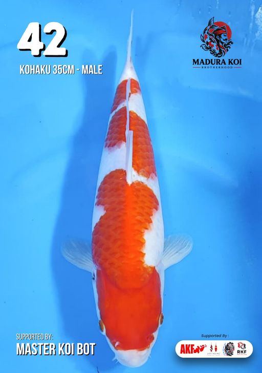 Ikan Koi KOHAKU 35cm, lelang koi KOHAKU 35cm, jual koi KOHAKU 35cm, beli koi KOHAKU 35cm, Lelang Koi Online, Jual Beli Ikan Koi, Pusat Jual Beli Koi, Info Lelang Koi Hari Ini, Platform Jual Beli Koi, Jual Beli Ikan Koi Online, Marketplace Ikan Koi, Jual Koi Terbaik, Tempat Beli Koi Berkualitas, Pasar Ikan Koi Online Terpercaya, Penjual Ikan Koi Terpercaya, Beli Koi Hias Online, Ikan Koi untuk Dijual, Koi Kualitas Terbaik, Toko Online Ikan Koi, Koi Hias Untuk Dijual, Jual Beli Ikan Koi Lokal, Koi Indonesia Online, Pusat Jual Beli Koi Terbesar