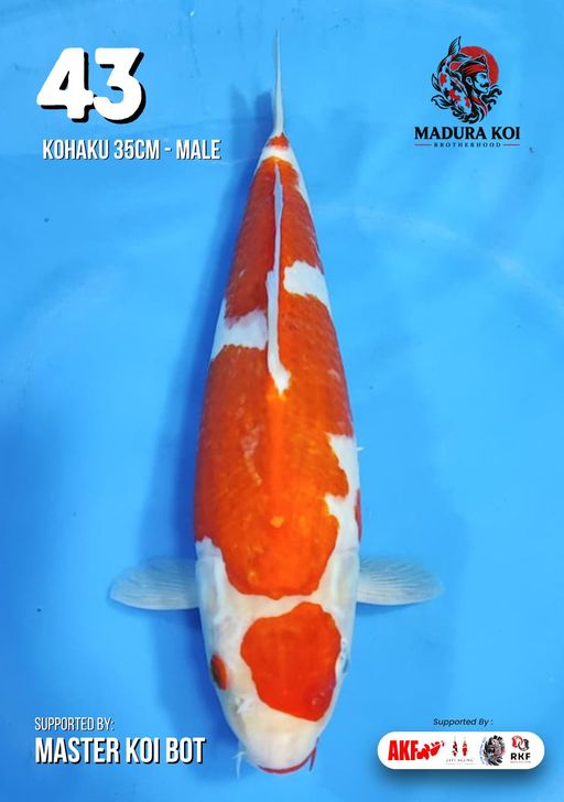 Ikan Koi KOHAKU 35cm, lelang koi KOHAKU 35cm, jual koi KOHAKU 35cm, beli koi KOHAKU 35cm, Lelang Koi Online, Jual Beli Ikan Koi, Pusat Jual Beli Koi, Info Lelang Koi Hari Ini, Platform Jual Beli Koi, Jual Beli Ikan Koi Online, Marketplace Ikan Koi, Jual Koi Terbaik, Tempat Beli Koi Berkualitas, Pasar Ikan Koi Online Terpercaya, Penjual Ikan Koi Terpercaya, Beli Koi Hias Online, Ikan Koi untuk Dijual, Koi Kualitas Terbaik, Toko Online Ikan Koi, Koi Hias Untuk Dijual, Jual Beli Ikan Koi Lokal, Koi Indonesia Online, Pusat Jual Beli Koi Terbesar