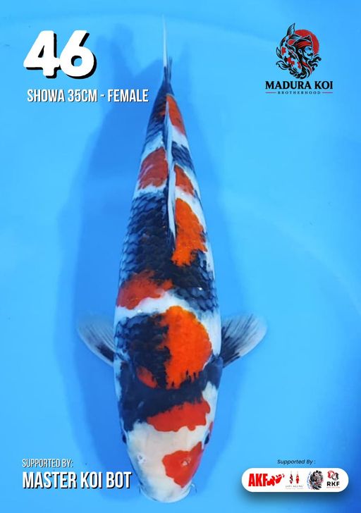 Ikan Koi SHOWA 35cm, lelang koi SHOWA 35cm, jual koi SHOWA 35cm, beli koi SHOWA 35cm, Lelang Koi Online, Jual Beli Ikan Koi, Pusat Jual Beli Koi, Info Lelang Koi Hari Ini, Platform Jual Beli Koi, Jual Beli Ikan Koi Online, Marketplace Ikan Koi, Jual Koi Terbaik, Tempat Beli Koi Berkualitas, Pasar Ikan Koi Online Terpercaya, Penjual Ikan Koi Terpercaya, Beli Koi Hias Online, Ikan Koi untuk Dijual, Koi Kualitas Terbaik, Toko Online Ikan Koi, Koi Hias Untuk Dijual, Jual Beli Ikan Koi Lokal, Koi Indonesia Online, Pusat Jual Beli Koi Terbesar