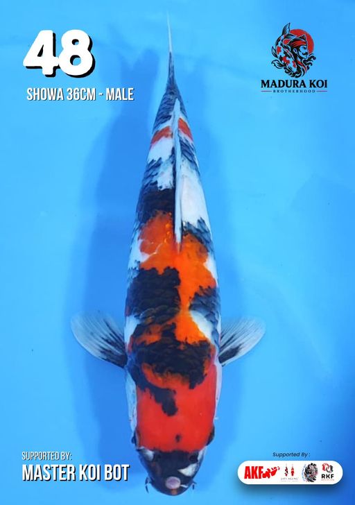 Ikan Koi SHOWA 36cm, lelang koi SHOWA 36cm, jual koi SHOWA 36cm, beli koi SHOWA 36cm, Lelang Koi Online, Jual Beli Ikan Koi, Pusat Jual Beli Koi, Info Lelang Koi Hari Ini, Platform Jual Beli Koi, Jual Beli Ikan Koi Online, Marketplace Ikan Koi, Jual Koi Terbaik, Tempat Beli Koi Berkualitas, Pasar Ikan Koi Online Terpercaya, Penjual Ikan Koi Terpercaya, Beli Koi Hias Online, Ikan Koi untuk Dijual, Koi Kualitas Terbaik, Toko Online Ikan Koi, Koi Hias Untuk Dijual, Jual Beli Ikan Koi Lokal, Koi Indonesia Online, Pusat Jual Beli Koi Terbesar