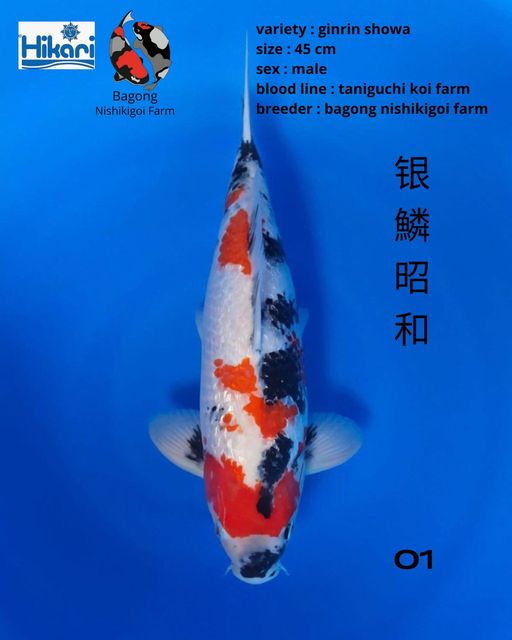 Ikan Koi GINRIN SHOWA 45cm, lelang koi GINRIN SHOWA 45cm, jual koi GINRIN SHOWA 45cm, beli koi GINRIN SHOWA 45cm, Lelang Koi Online, Jual Beli Ikan Koi, Pusat Jual Beli Koi, Info Lelang Koi Hari Ini, Platform Jual Beli Koi, Jual Beli Ikan Koi Online, Marketplace Ikan Koi, Jual Koi Terbaik, Tempat Beli Koi Berkualitas, Pasar Ikan Koi Online Terpercaya, Penjual Ikan Koi Terpercaya, Beli Koi Hias Online, Ikan Koi untuk Dijual, Koi Kualitas Terbaik, Toko Online Ikan Koi, Koi Hias Untuk Dijual, Jual Beli Ikan Koi Lokal, Koi Indonesia Online, Pusat Jual Beli Koi Terbesar