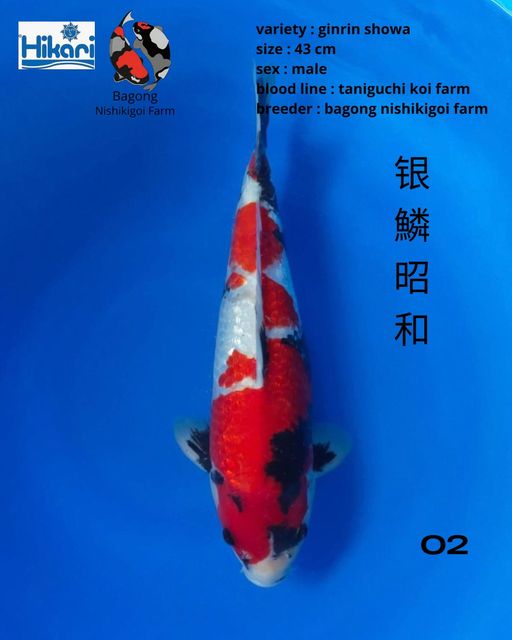 Ikan Koi GINRIN SHOWA 43cm, lelang koi GINRIN SHOWA 43cm, jual koi GINRIN SHOWA 43cm, beli koi GINRIN SHOWA 43cm, Lelang Koi Online, Jual Beli Ikan Koi, Pusat Jual Beli Koi, Info Lelang Koi Hari Ini, Platform Jual Beli Koi, Jual Beli Ikan Koi Online, Marketplace Ikan Koi, Jual Koi Terbaik, Tempat Beli Koi Berkualitas, Pasar Ikan Koi Online Terpercaya, Penjual Ikan Koi Terpercaya, Beli Koi Hias Online, Ikan Koi untuk Dijual, Koi Kualitas Terbaik, Toko Online Ikan Koi, Koi Hias Untuk Dijual, Jual Beli Ikan Koi Lokal, Koi Indonesia Online, Pusat Jual Beli Koi Terbesar