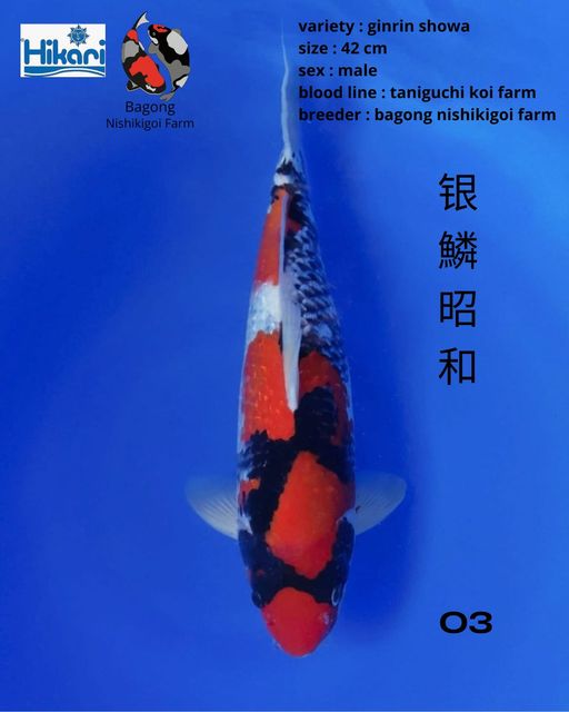 Ikan Koi GINRIN SHOWA 42cm, lelang koi GINRIN SHOWA 42cm, jual koi GINRIN SHOWA 42cm, beli koi GINRIN SHOWA 42cm, Lelang Koi Online, Jual Beli Ikan Koi, Pusat Jual Beli Koi, Info Lelang Koi Hari Ini, Platform Jual Beli Koi, Jual Beli Ikan Koi Online, Marketplace Ikan Koi, Jual Koi Terbaik, Tempat Beli Koi Berkualitas, Pasar Ikan Koi Online Terpercaya, Penjual Ikan Koi Terpercaya, Beli Koi Hias Online, Ikan Koi untuk Dijual, Koi Kualitas Terbaik, Toko Online Ikan Koi, Koi Hias Untuk Dijual, Jual Beli Ikan Koi Lokal, Koi Indonesia Online, Pusat Jual Beli Koi Terbesar