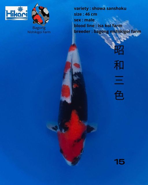Ikan Koi SHOWA SANSHOKU 46cm, lelang koi SHOWA SANSHOKU 46cm, jual koi SHOWA SANSHOKU 46cm, beli koi SHOWA SANSHOKU 46cm, Lelang Koi Online, Jual Beli Ikan Koi, Pusat Jual Beli Koi, Info Lelang Koi Hari Ini, Platform Jual Beli Koi, Jual Beli Ikan Koi Online, Marketplace Ikan Koi, Jual Koi Terbaik, Tempat Beli Koi Berkualitas, Pasar Ikan Koi Online Terpercaya, Penjual Ikan Koi Terpercaya, Beli Koi Hias Online, Ikan Koi untuk Dijual, Koi Kualitas Terbaik, Toko Online Ikan Koi, Koi Hias Untuk Dijual, Jual Beli Ikan Koi Lokal, Koi Indonesia Online, Pusat Jual Beli Koi Terbesar
