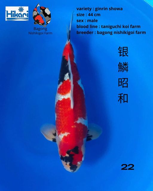 Ikan Koi GINRIN SHOWA 44cm, lelang koi GINRIN SHOWA 44cm, jual koi GINRIN SHOWA 44cm, beli koi GINRIN SHOWA 44cm, Lelang Koi Online, Jual Beli Ikan Koi, Pusat Jual Beli Koi, Info Lelang Koi Hari Ini, Platform Jual Beli Koi, Jual Beli Ikan Koi Online, Marketplace Ikan Koi, Jual Koi Terbaik, Tempat Beli Koi Berkualitas, Pasar Ikan Koi Online Terpercaya, Penjual Ikan Koi Terpercaya, Beli Koi Hias Online, Ikan Koi untuk Dijual, Koi Kualitas Terbaik, Toko Online Ikan Koi, Koi Hias Untuk Dijual, Jual Beli Ikan Koi Lokal, Koi Indonesia Online, Pusat Jual Beli Koi Terbesar