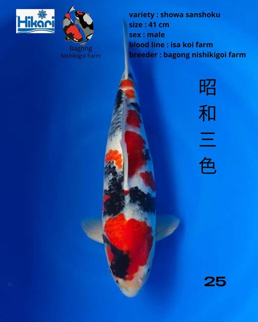 Ikan Koi SHOWA SANSHOKU 41cm, lelang koi SHOWA SANSHOKU 41cm, jual koi SHOWA SANSHOKU 41cm, beli koi SHOWA SANSHOKU 41cm, Lelang Koi Online, Jual Beli Ikan Koi, Pusat Jual Beli Koi, Info Lelang Koi Hari Ini, Platform Jual Beli Koi, Jual Beli Ikan Koi Online, Marketplace Ikan Koi, Jual Koi Terbaik, Tempat Beli Koi Berkualitas, Pasar Ikan Koi Online Terpercaya, Penjual Ikan Koi Terpercaya, Beli Koi Hias Online, Ikan Koi untuk Dijual, Koi Kualitas Terbaik, Toko Online Ikan Koi, Koi Hias Untuk Dijual, Jual Beli Ikan Koi Lokal, Koi Indonesia Online, Pusat Jual Beli Koi Terbesar