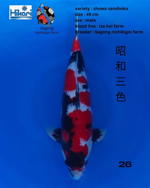Ikan Koi SHOWA SANSHOKU 49cm, lelang koi SHOWA SANSHOKU 49cm, jual koi SHOWA SANSHOKU 49cm, beli koi SHOWA SANSHOKU 49cm, Lelang Koi Online, Jual Beli Ikan Koi, Pusat Jual Beli Koi, Info Lelang Koi Hari Ini, Platform Jual Beli Koi, Jual Beli Ikan Koi Online, Marketplace Ikan Koi, Jual Koi Terbaik, Tempat Beli Koi Berkualitas, Pasar Ikan Koi Online Terpercaya, Penjual Ikan Koi Terpercaya, Beli Koi Hias Online, Ikan Koi untuk Dijual, Koi Kualitas Terbaik, Toko Online Ikan Koi, Koi Hias Untuk Dijual, Jual Beli Ikan Koi Lokal, Koi Indonesia Online, Pusat Jual Beli Koi Terbesar